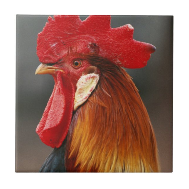 Farmyard Domestic Rooster Ceramic Tile (Front)