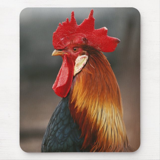 Farmyard Domestic Rooster Mouse Pad (Front)