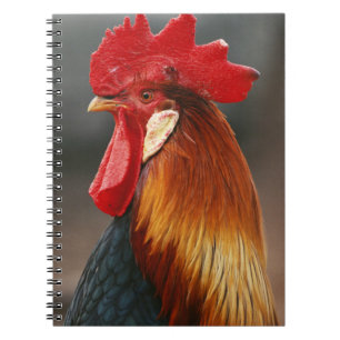 Farmyard Domestic Rooster Notebook