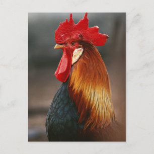 Farmyard Domestic Rooster Postcard