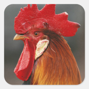 Farmyard Domestic Rooster Square Sticker