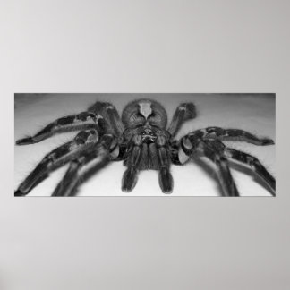 Fasciata photo print by Randomwhat