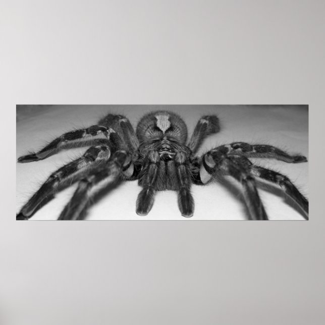 Fasciata photo print by Randomwhat (Front)