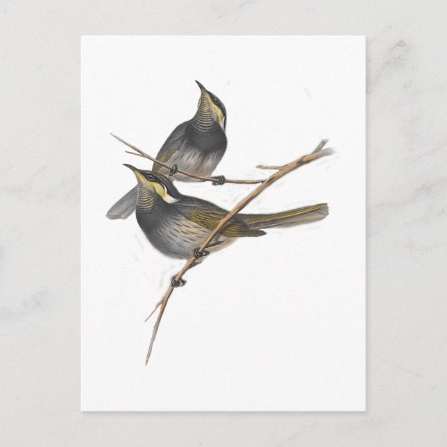 Fasciated Honey-eater Postcard (Front)