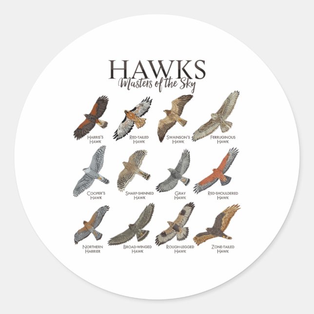 Fascinating Birds Of Prey - Types Of Hawks  Classic Round Sticker (Front)