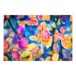 Fascinating Cotoneaster Leaves Photo Print