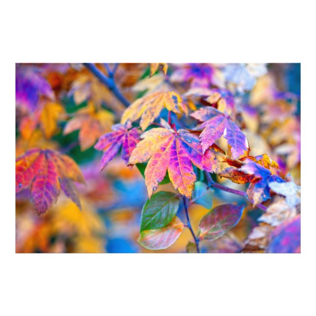 Fascinating Japanese Maple leaves Photo Print (Front)