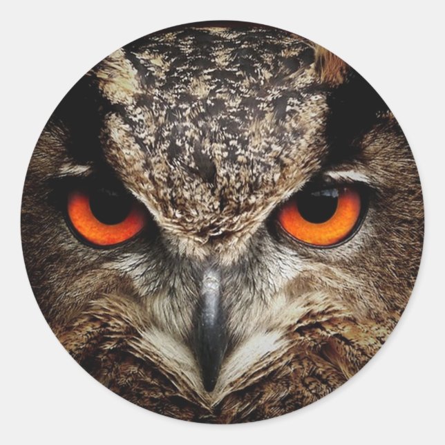 fascinating owl classic round sticker (Front)