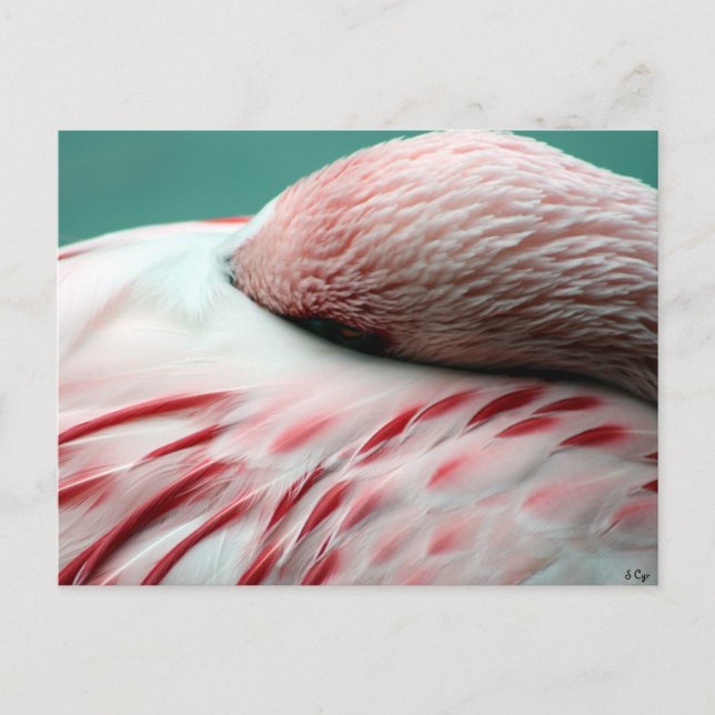 Fast Asleep Postcard (Front)