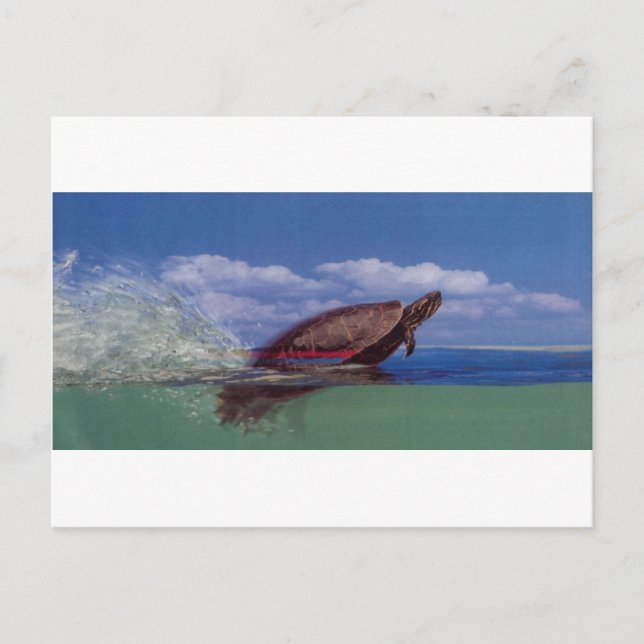 fast turtle postcard (Front)
