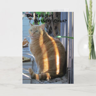 Fat Cat Birthday Card
