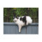 Fat Cat On Fence