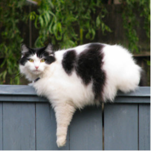 Fat Cat On Fence Standing Photo Sculpture