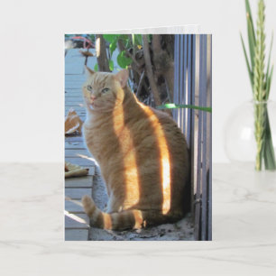 Fat Cat Sunny Daze :) Card