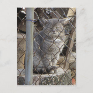 Fat Grey Cat 1 Postcard