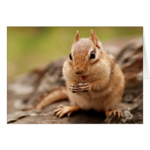 Fat & Happy Chipmunk