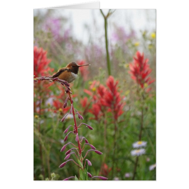 Fat little bird (Front)