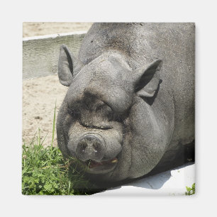 Fat Piggy   Farmland Magnet