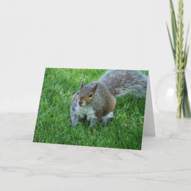Fat Squirrel  Greeting Card (Front)