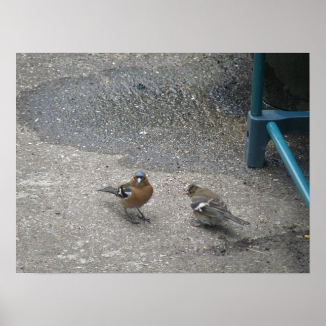 Father and Chcik Chaffinch Print (Front)