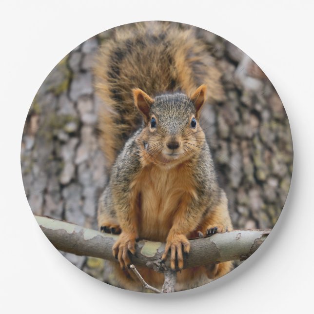 Faux fox squirrel paper plate (Front)