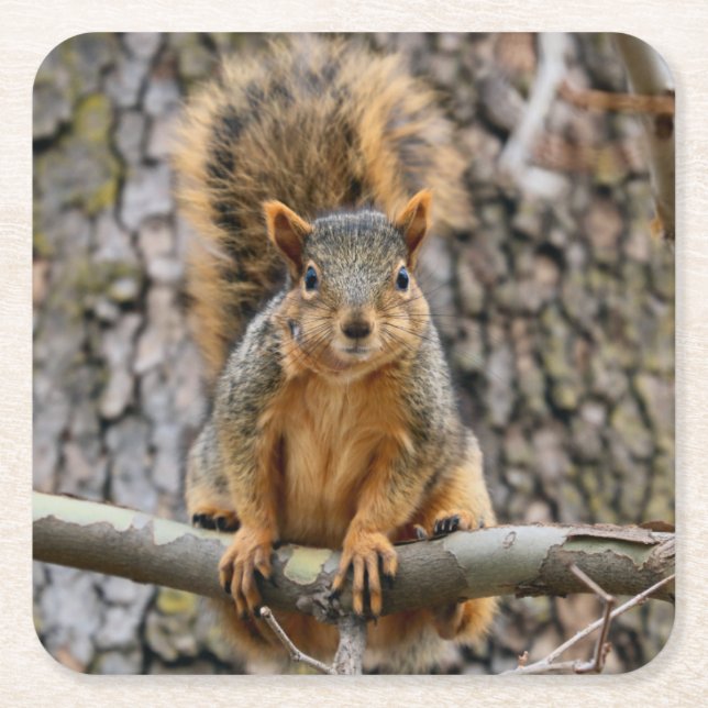 Faux fox squirrel square paper coaster (Front)