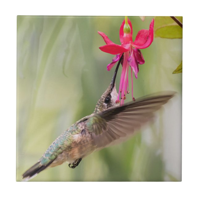 Favourite Fuchsia Hummingbird Ceramic Tile (Front)