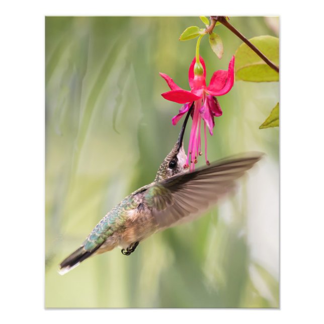 Favourite Fuchsia Hummingbird Photo Print (Front)