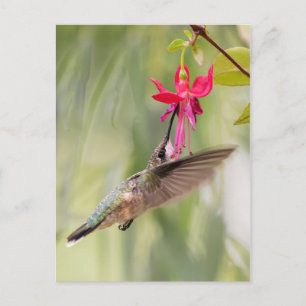 Favourite Fuchsia Hummingbird Postcard