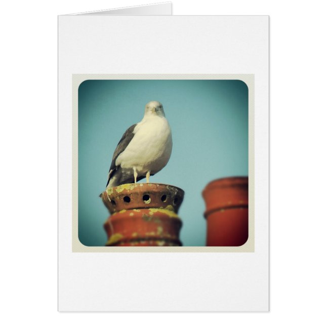 Favourite Perch (Front)