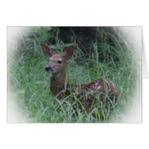 Fawn