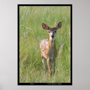 "Fawn 1" nature photograph white-tail deer print