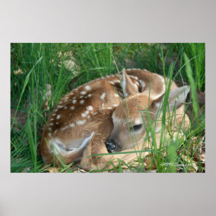 Fawn 2009 poster