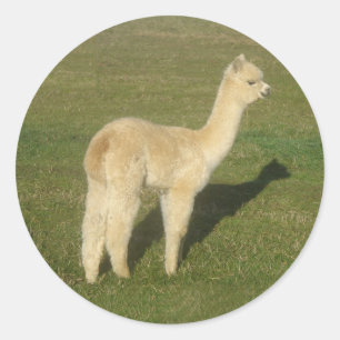 Fawn alpaca classic round sticker