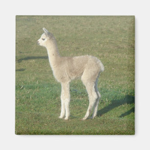 Fawn alpaca magnet