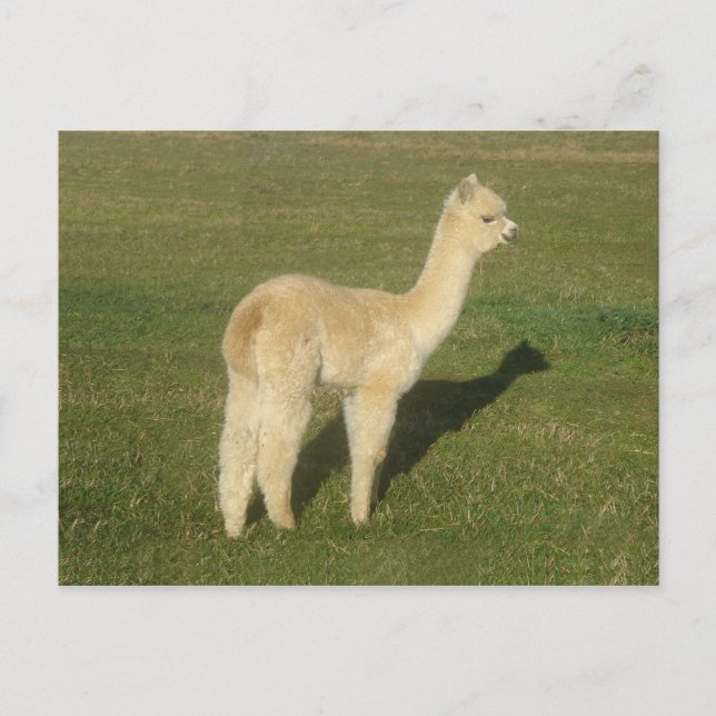 Fawn alpaca postcard (Front)