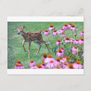 Fawn and Coneflowers, Ohio Postcard