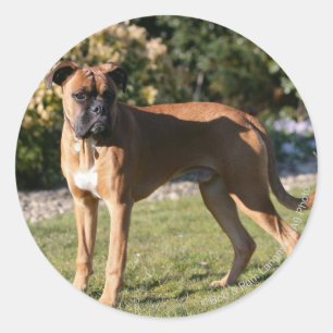 Fawn Boxer Dog Standing Classic Round Sticker