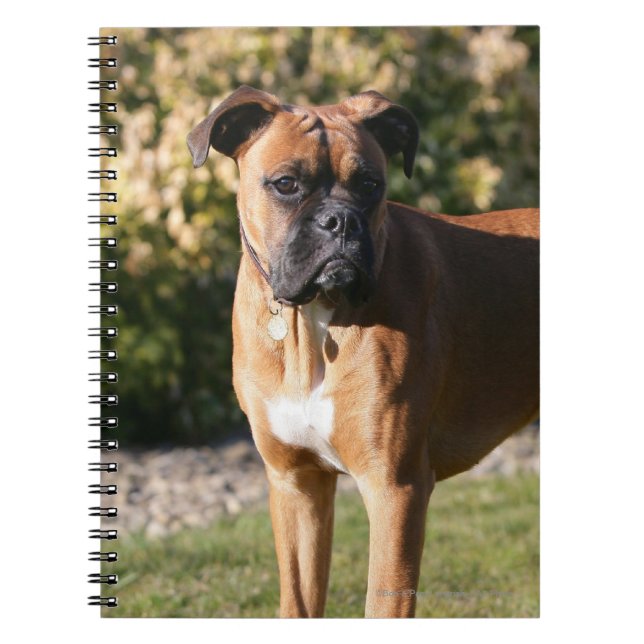 Fawn Boxer Dog Standing Notebook (Front)