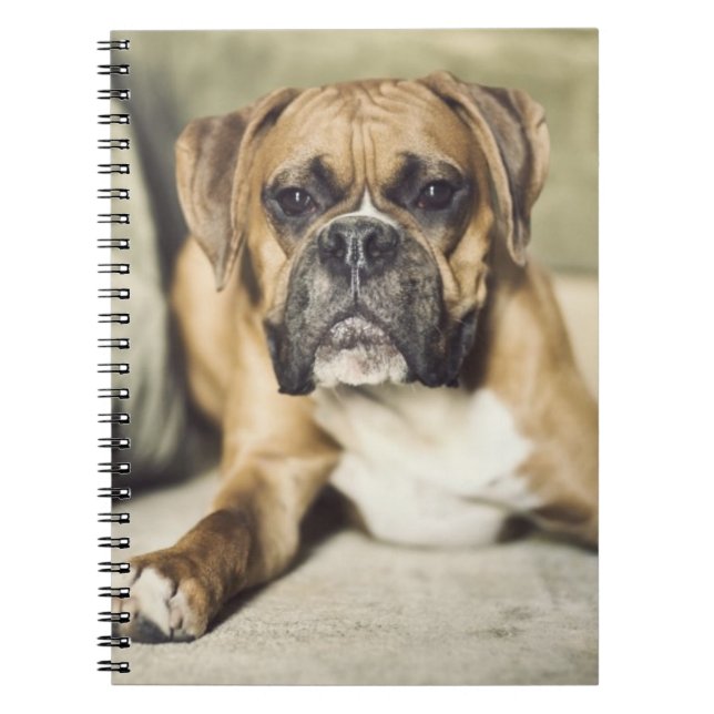 Fawn Boxer Pup Notebook (Front)