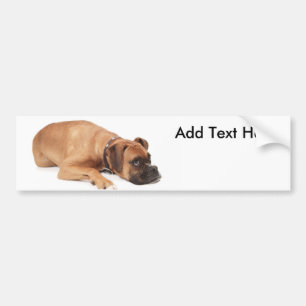 Fawn Boxer Resting Bumper Sticker