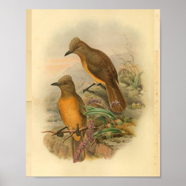 Fawn Breasted Wood Shrike Yellow Bird Print (Front)