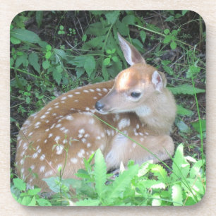 Fawn Coaster
