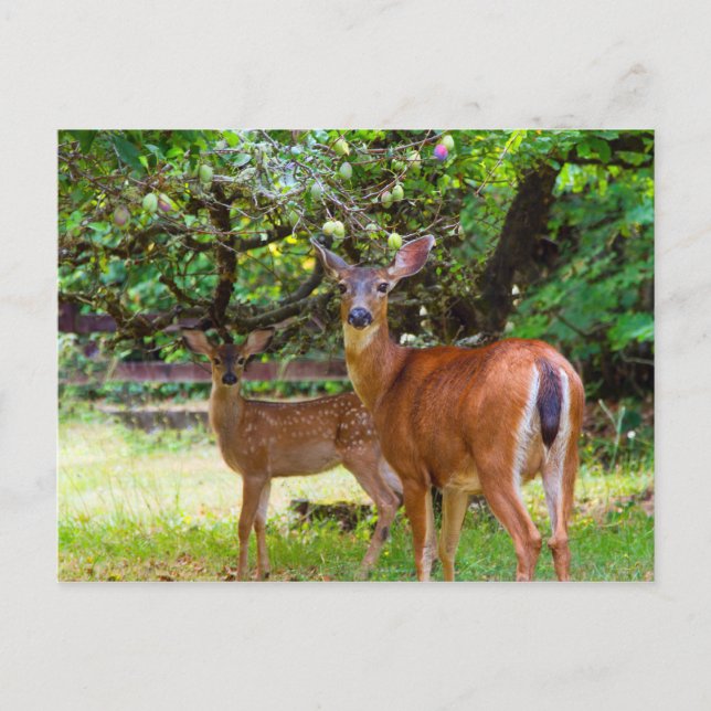 Fawn Deer in Summer Postcard (Front)