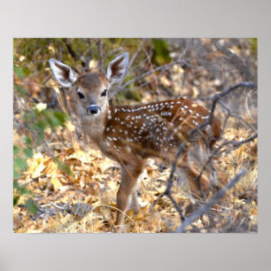 Fawn Deer Photo Poster