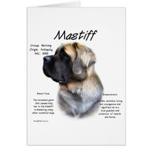 Fawn Fluffy Mastiff History