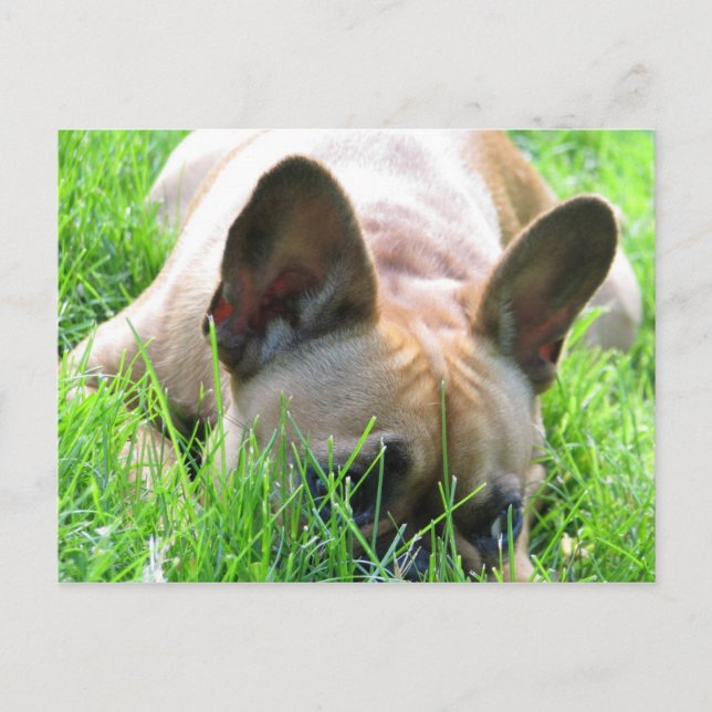 Fawn French Bulldog Postcard (Front)