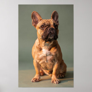 Fawn French Bulldog Sage Studio Portrait Poster
