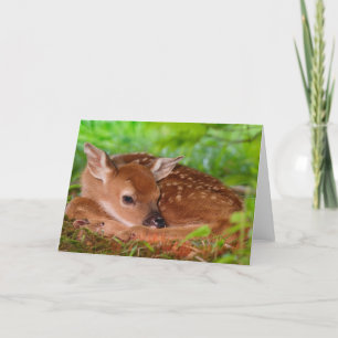 Fawn Greeting Card
