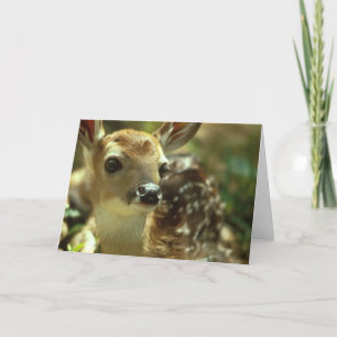 Fawn Greeting Cards